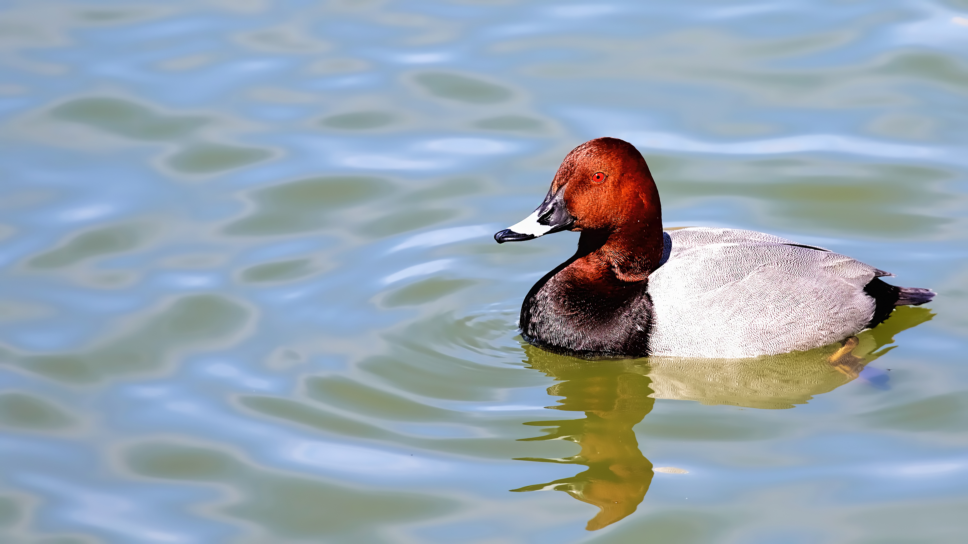 Common Pochard